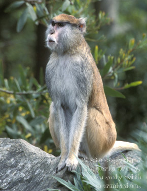 patas monkey