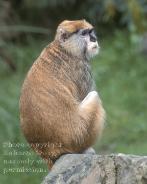 patas monkey