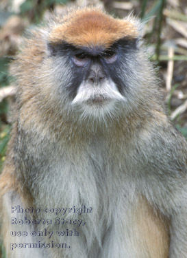 patas monkey