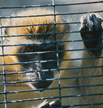 vervet (green monkey)