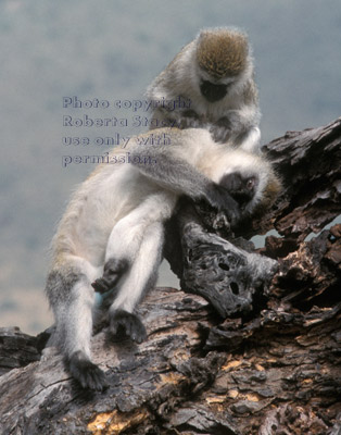 vervets (green monkeys) Ngorongor Crater, Tanzania