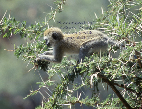 vervet monkey in tree Tanzania (East Africa)