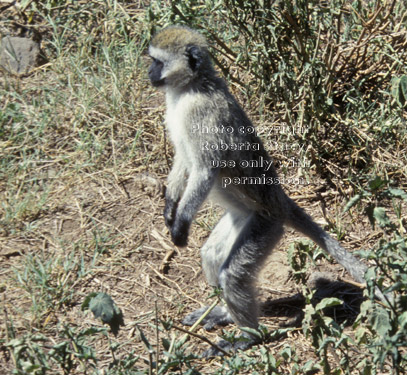 vervet monkey standing on back legs