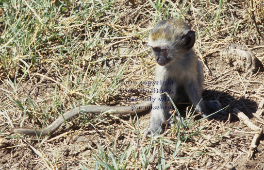 baby vervet monkey Tanzania (East Africa)