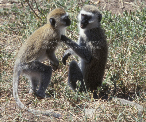 two vervets Tanzania (East Africa)