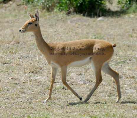 oribi walking