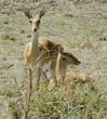 oribi pair