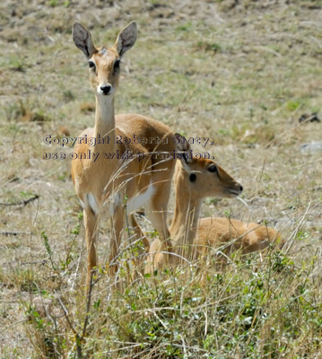 oribi pair