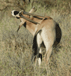 beisa oryx scratching its back