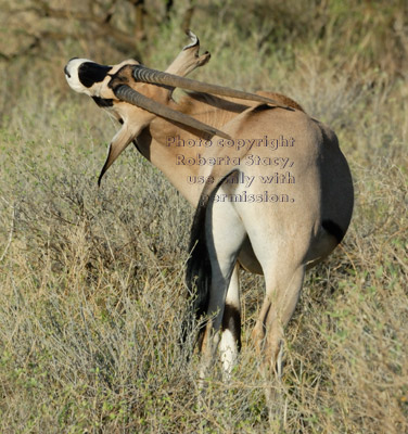 beisa oryx scratching its back