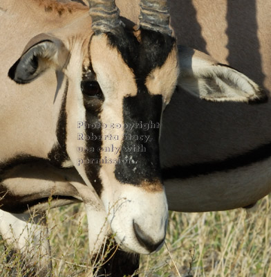 beisa oryx close-up