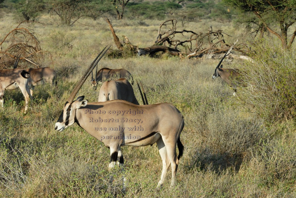 beisa oryxes