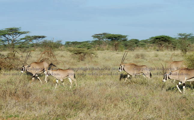 beisa oryxes on the move