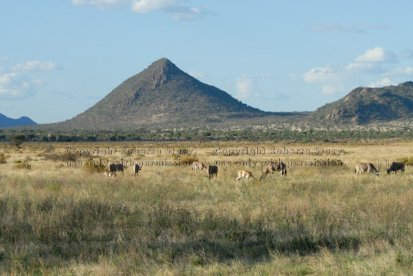 beisa oryxes