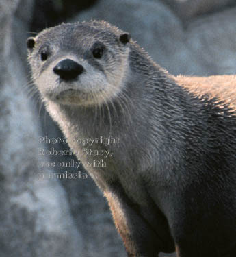 North American river otter