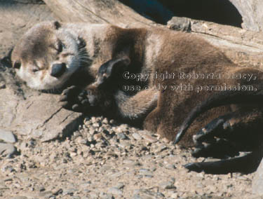 North American river otter