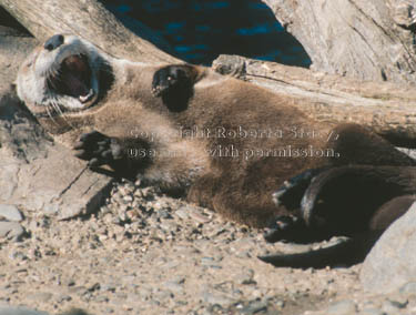 North American river otter