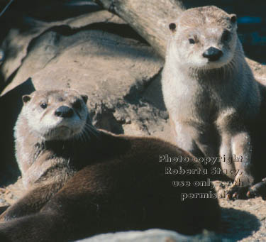 North American river otters