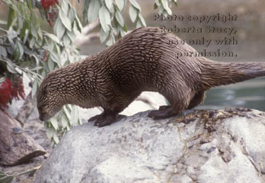 North American river otter