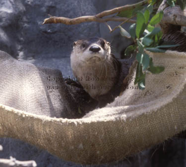 North American river otter