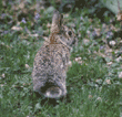 wild rabbit