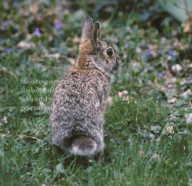 wild rabbit