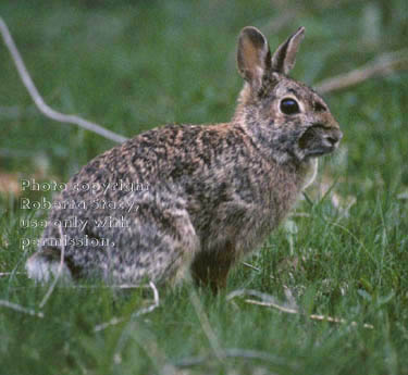 wild rabbit