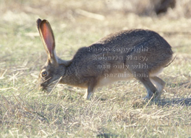 black-tailed jackrabbit