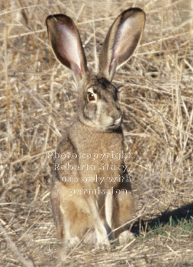 black-tailed jackrabbit