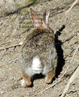 brush rabbit, rear view