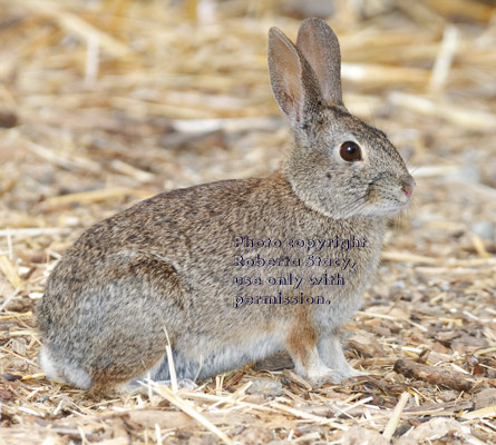 brush rabbit, side view