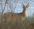 bohor reedbuck Tanzania (East Africa)