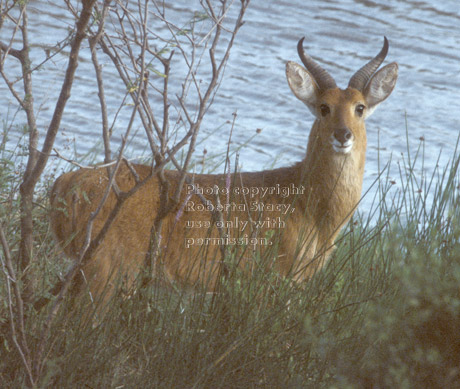 bohor reedbuck Tanzania (East Africa)