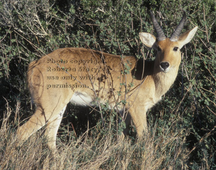 bohor reedbuck Tanzania (East Africa)