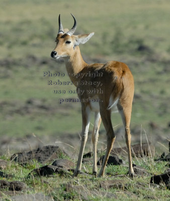 bohor reedbuck