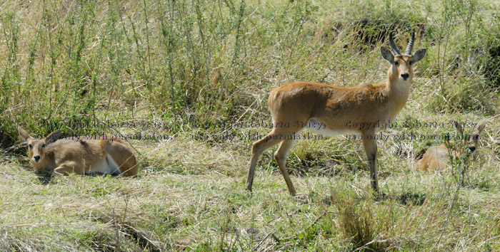 bohor reedbuckss