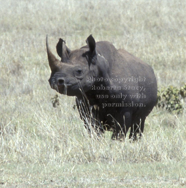 black rhinoceros Tanzania (East Africa)