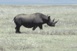 black rhinoceros Tanzania (East Africa)