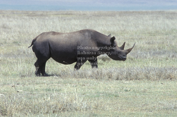 black rhinoceros Tanzania (East Africa)