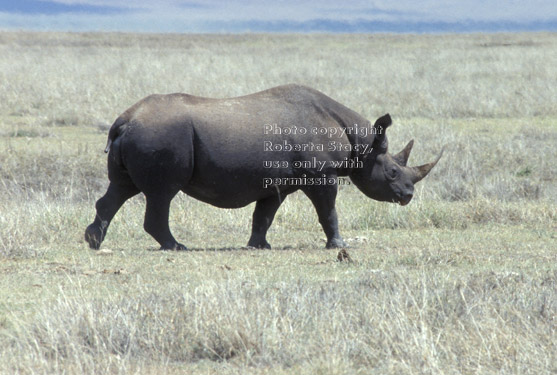 black rhinoceros Tanzania (East Africa)