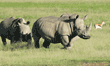 white rhinoceroses