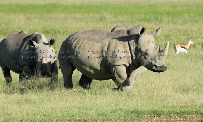 white rhinoceroses