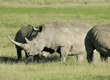 white rhinoceroses