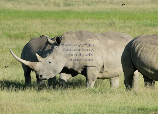 white rhinoceroses