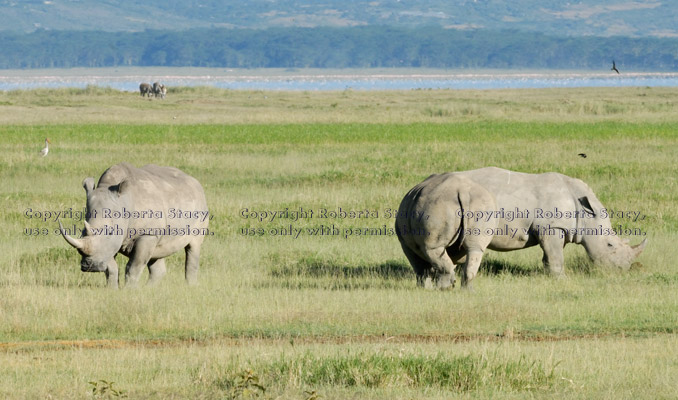 white rhinoceroses