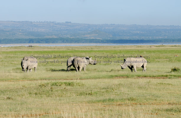 white rhinoceroses