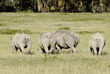 white rhinoceroses