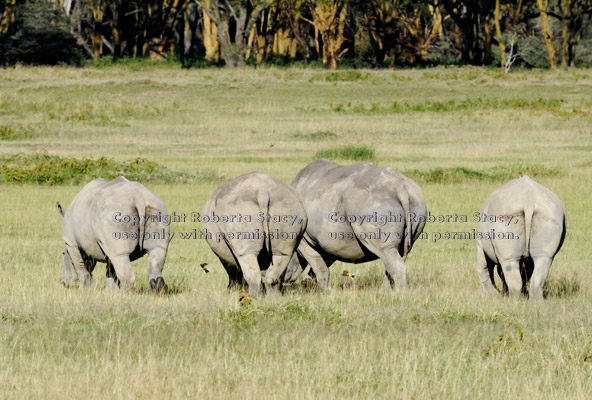 white rhinoceroses