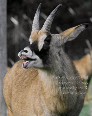 roan antelope