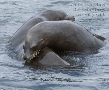 sea lions